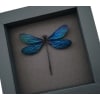 Aurora Borealis Real Glittery Metallic Blue Damselfly Framed Taxidermy Moonlight Display