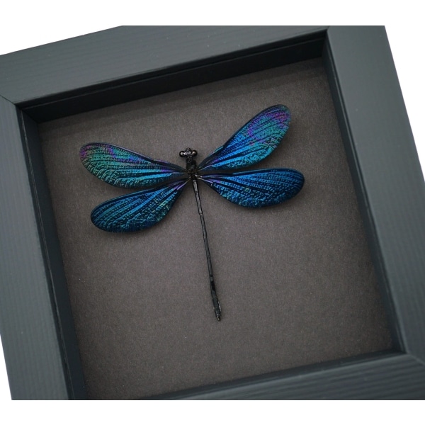 Aurora Borealis Real Glittery Metallic Blue Damselfly Framed Taxidermy Moonlight Display