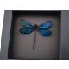 Aurora Borealis Real Glittery Metallic Blue Damselfly Framed Taxidermy Moonlight Display