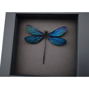 Aurora Borealis Real Glittery Metallic Blue Damselfly Framed Taxidermy Moonlight Display