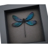 Aurora Borealis Glittery Purple Damselfly Framed Taxidermy Moonlight Display