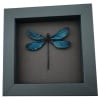 Real Damselfly Aurora Borealis Glittery Green Damselfly Framed Taxidermy Moonlight Display