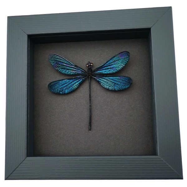 Real Damselfly Aurora Borealis Glittery Green Damselfly Framed Taxidermy Moonlight Display