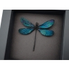 Real Damselfly Aurora Borealis Glittery Green Damselfly Framed Taxidermy Moonlight Display