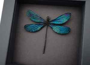 Real Damselfly Aurora Borealis Glittery Green Damselfly Framed Taxidermy Moonlight Display
