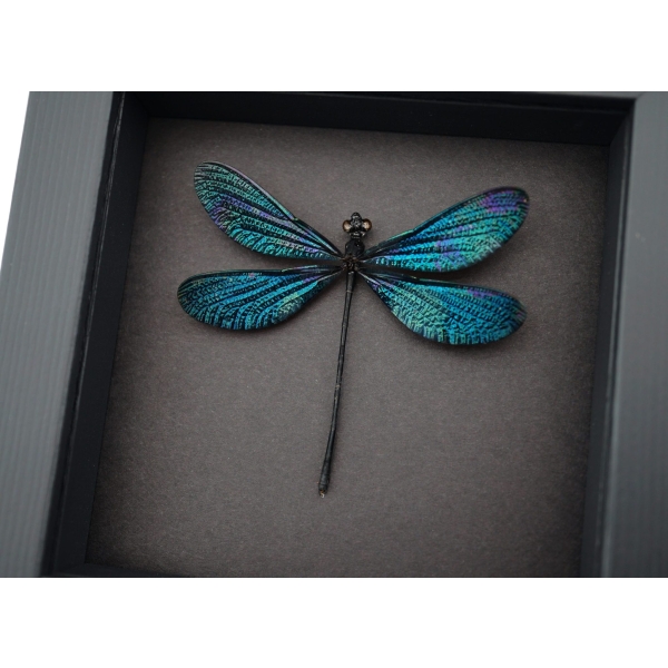 Real Damselfly Aurora Borealis Glittery Green Damselfly Framed Taxidermy Moonlight Display