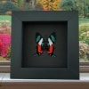 Ancyluris formosissima Verso Frilled Majestic Butterfly Moonlight Display Framed Taxidermy