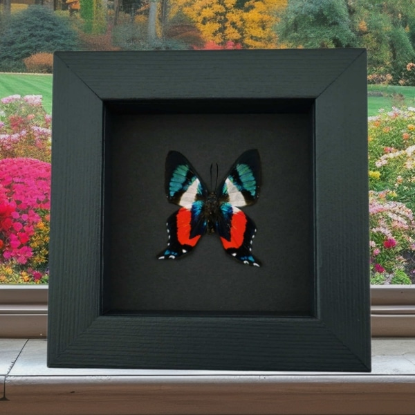 Ancyluris formosissima Verso Frilled Majestic Butterfly Moonlight Display Framed Taxidermy