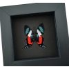 Ancyluris formosissima Verso Frilled Majestic Butterfly Moonlight Display Framed Taxidermy