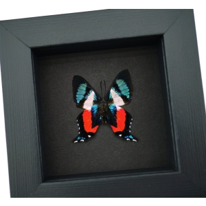 Ancyluris formosissima Verso Frilled Majestic Butterfly Moonlight Display Framed Taxidermy
