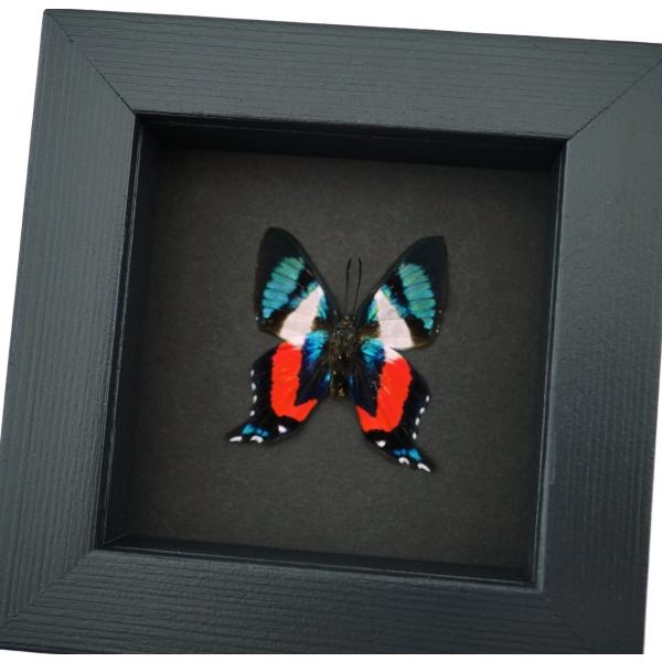 Ancyluris formosissima Verso Frilled Majestic Butterfly Moonlight Display Framed Taxidermy