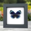 Charles Darwin Butterfly Callithea philotima Asterope leprieuri Framed Taxidermy Classic Black Display