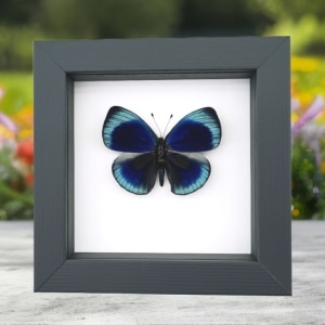 Charles Darwin Butterfly Callithea philotima Asterope leprieuri Framed Taxidermy Classic Black Display