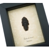 Trilobite Beetle Duliticola hoiseni Framed Taxidermy Display