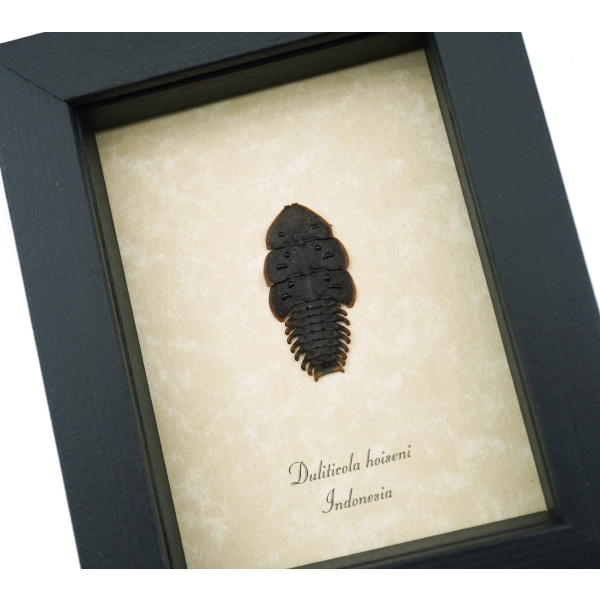 Trilobite Beetle Duliticola hoiseni Framed Taxidermy Display