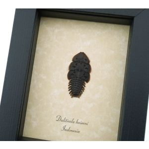 Trilobite Beetle Duliticola hoiseni Framed Taxidermy Display