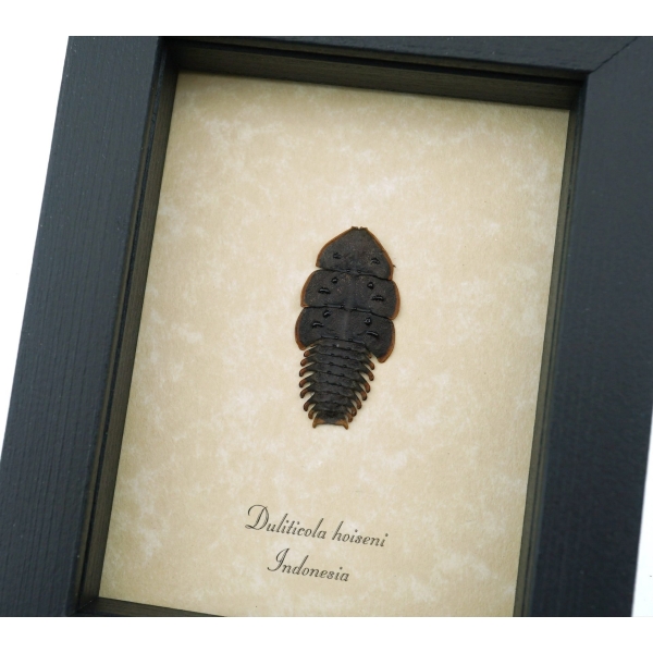 Trilobite Beetle Duliticola hoiseni Framed Taxidermy Display