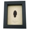 Trilobite Beetle Duliticola hoiseni Framed Taxidermy Display