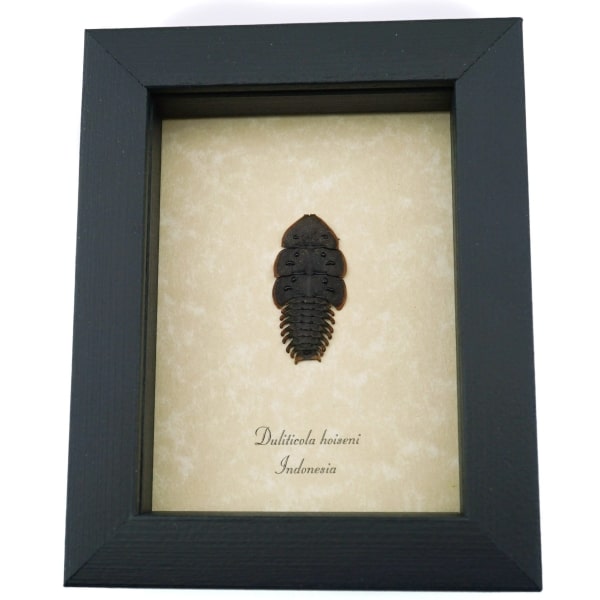 Trilobite Beetle Duliticola hoiseni Framed Taxidermy Display