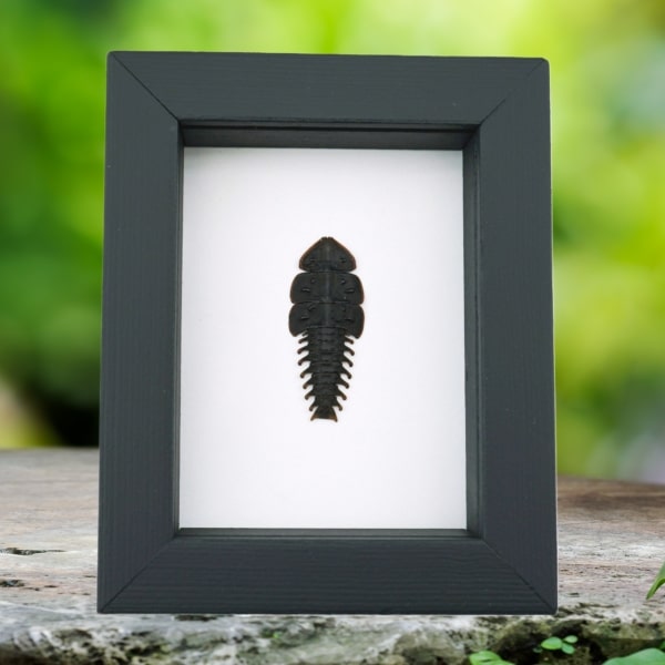 Trilobite Beetle Duliticola hoiseni Framed Taxidermy Classic Black Display