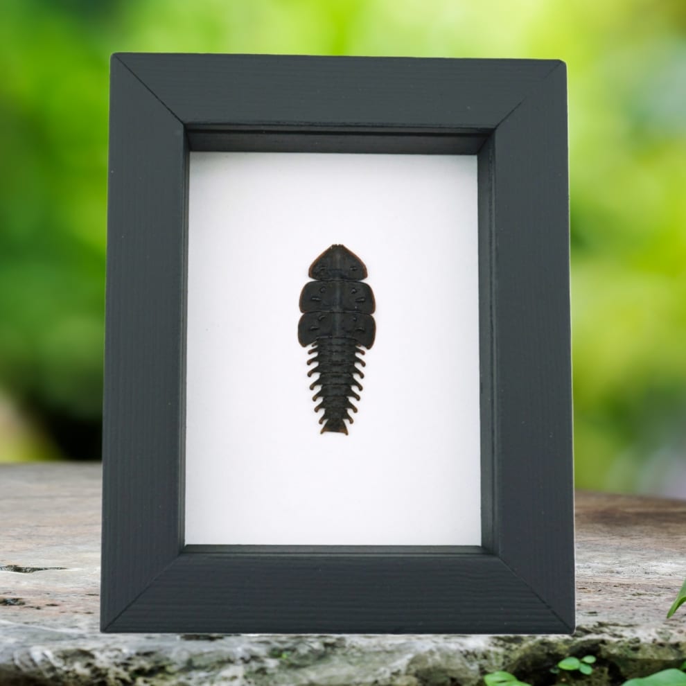 Trilobite Beetle Duliticola hoiseni Framed Taxidermy Classic Black Display Trilobite Beetle Duliticola hoiseni Framed Taxidermy Classic Black Display