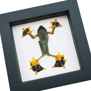 Flying Parachute Tree Frog Rhacophorus reinwardtii Male Framed Taxidermy Classic Black Display