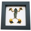 Flying Parachute Tree Frog Rhacophorus reinwardtii Male Framed Taxidermy Classic Black Display