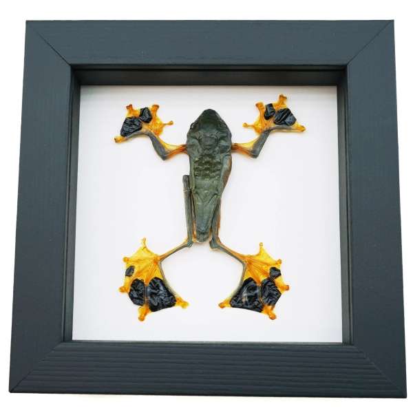 Flying Parachute Tree Frog Rhacophorus reinwardtii Male Framed Taxidermy Classic Black Display