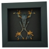 Flying Parachute Tree Frog Rhacophorus reinwardtii Male Framed Taxidermy Moonlight Display