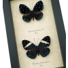 Hamadryas laodamia Pair Starry Night Butterflies Framed Butterfly Display Framed Taxidermy