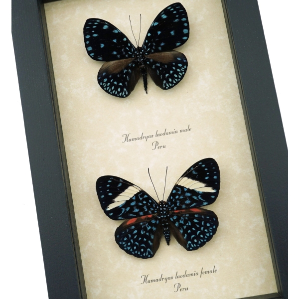 Hamadryas laodamia Pair Starry Night Butterflies Framed Butterfly Display Framed Taxidermy