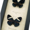 Hamadryas laodamia Pair Starry Night Butterflies Framed Butterfly Display Framed Taxidermy