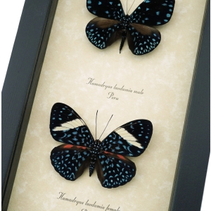 Hamadryas laodamia Pair Starry Night Butterflies Framed Butterfly Display Framed Taxidermy