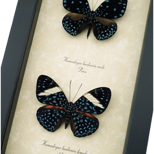 Hamadryas laodamia Pair Starry Night Butterflies Framed Butterfly Display Framed Taxidermy