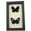 Hamadryas laodamia Pair Starry Night Butterflies Framed Butterfly Display Framed Taxidermy