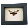 Huechys incarnata Red Devil Cicada Framed Insect Taxidermy Display