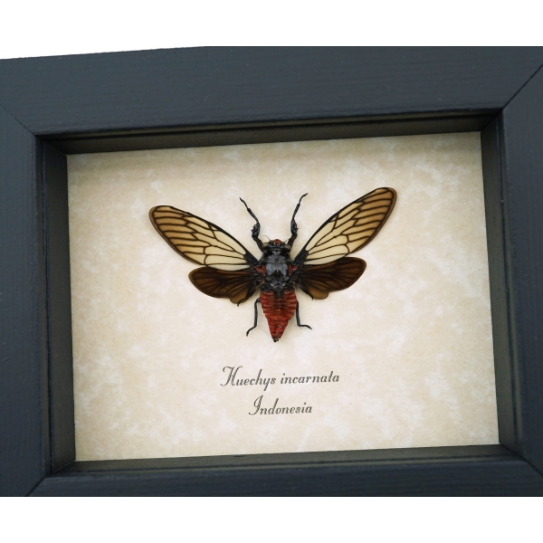 Huechys incarnata Red Devil Cicada Framed Insect Taxidermy Display