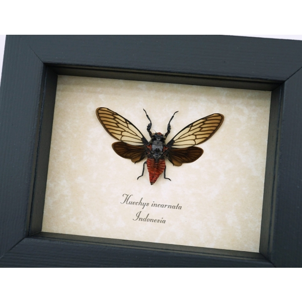 Huechys incarnata Red Devil Cicada Framed Insect Taxidermy Display