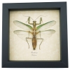 Real Green Praying Mantis Framed Insect Taxidermy Display