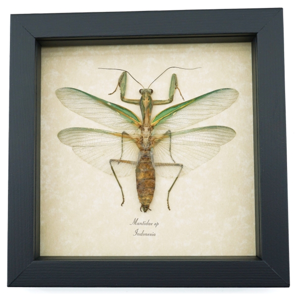 Real Green Praying Mantis Framed Insect Taxidermy Display