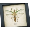 Real Green Praying Mantis Framed Insect Taxidermy Display