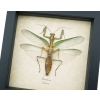 Real Green Praying Mantis Framed Insect Taxidermy Display