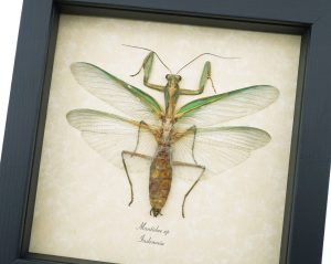 Real Green Praying Mantis Framed Insect Taxidermy Display