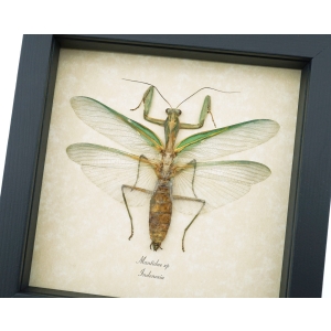 Real Green Praying Mantis Framed Insect Taxidermy Display