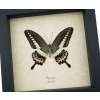 Papilio demolion verso Banded Swallowtail Butterfly Framed Taxidermy Display