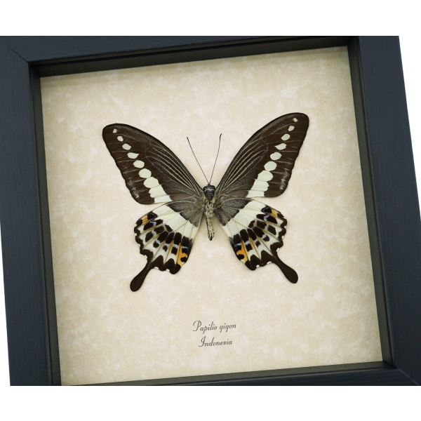 Papilio demolion verso Banded Swallowtail Butterfly Framed Taxidermy Display