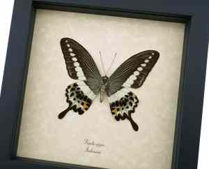 Papilio demolion verso Banded Swallowtail Butterfly Framed Taxidermy Display
