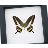 Papilio demolion verso Banded Swallowtail Butterfly Framed Taxidermy Classic Black Display
