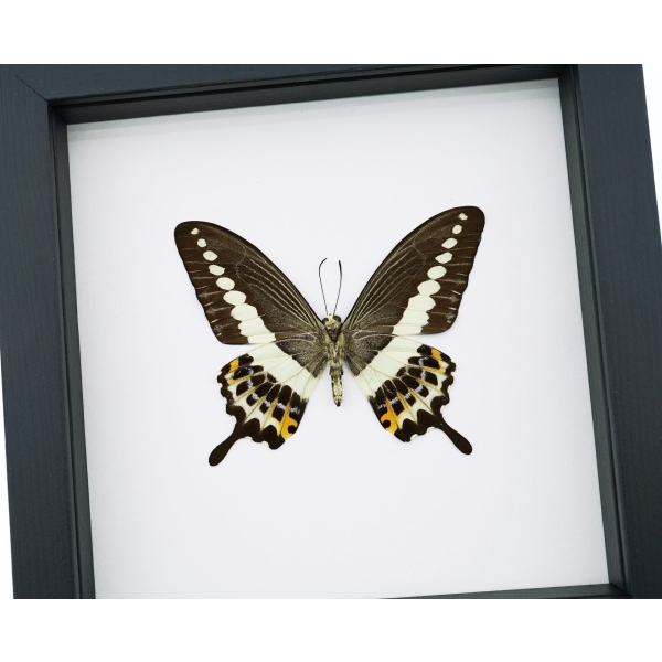 Papilio demolion verso Banded Swallowtail Butterfly Framed Taxidermy Classic Black Display