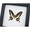 Papilio demolion verso Banded Swallowtail Butterfly Framed Taxidermy Classic Black Display
